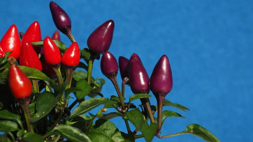 Salsa de Habanero von YOLOTL - Mexikanische Salsa Chili Sauce - feurig scharf aus frischen Habanero Chilis